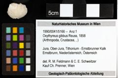 Foto (Objekt + Etiketten) von Oxythyreus gibbus (Reuss, 1858) 